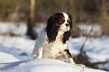 CAVALIER KING CHARLES 425